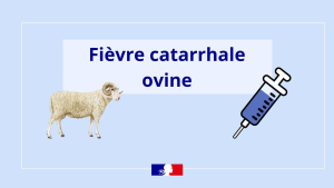 FIÈVRE CATHARRALE OVINE