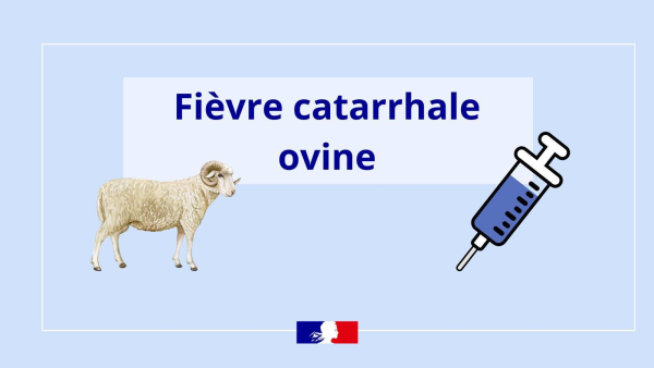 FIÈVRE CATHARRALE OVINE